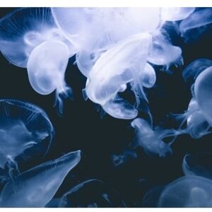 Charcoal Air Purifier Bags Set Of 5 Essential Oil Diffuser Clean Air Feel